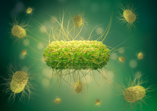 Salmonella Zehirlenmesi Nedir?